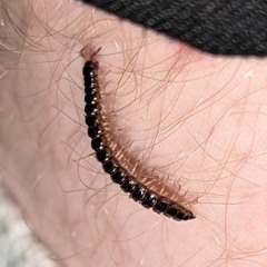 This Is A Beat To Represent How Close I Am To Blocking Everyone And Becoming A Statistic