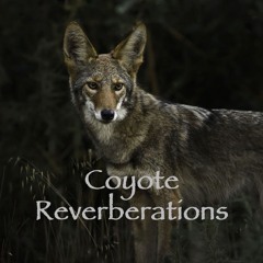 Coyote Reverberations