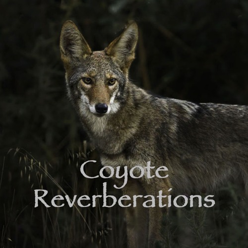 Paar Gevaar Berg Stream Coyote Reverberations by Lang Elliott – Music of Nature | Listen  online for free on SoundCloud