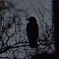 DxrtyStixks x JB - Raven