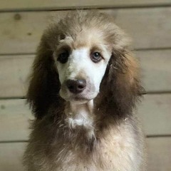 Wrage XSKN - Hip Hop Shit (Morke Sjel remix)