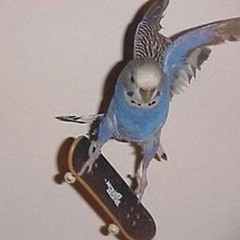 TECH DECKS N' THROWBACKS