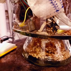 Larvae Dome - Sonification Stereo Stream