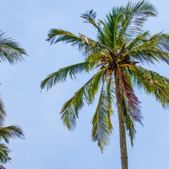 cantaloup island funky groove