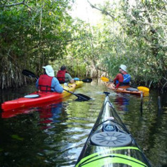 Review Special Price Guided Kayak Mangrove Ecotour In Rookery Bay Reserve Naples