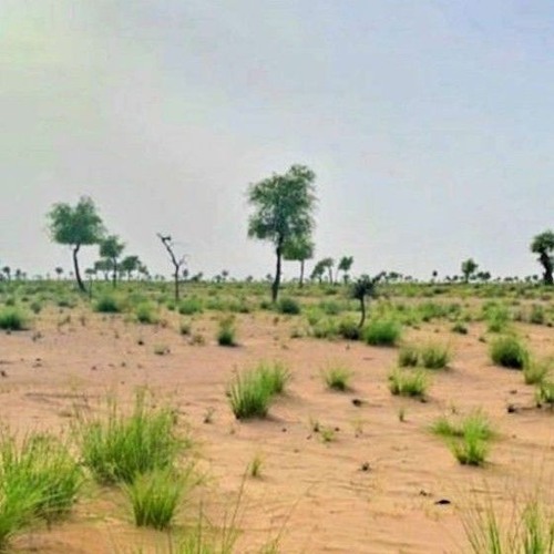 سرود