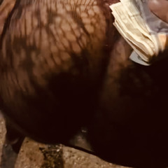 Nasty Bitch