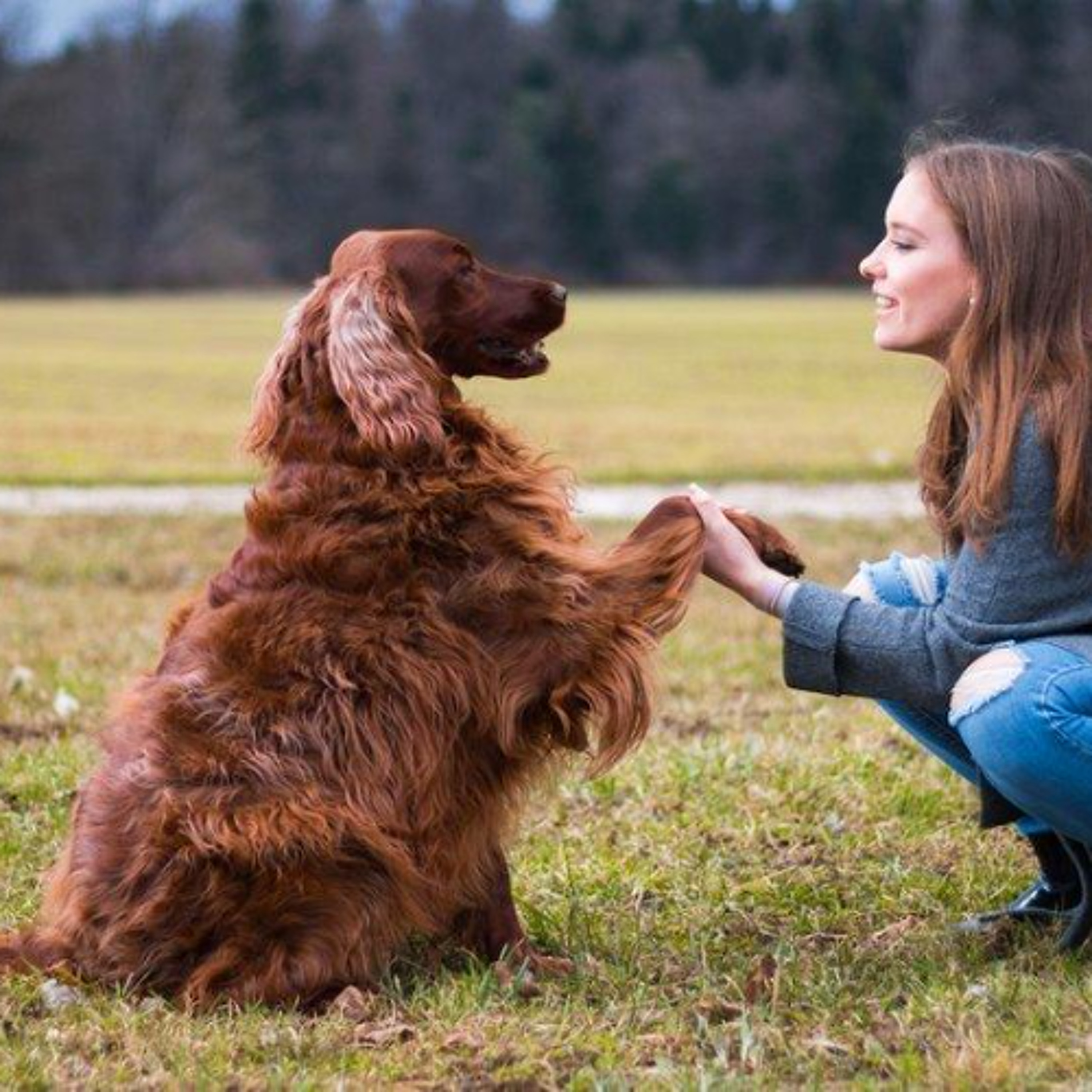 Your dog is counting how many treats you're feeding it episode artwork