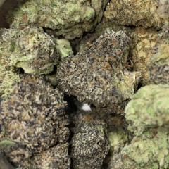 New Strain