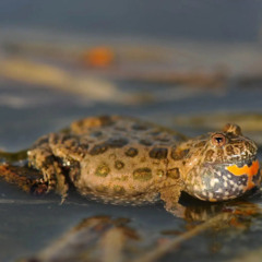 Fire-bellied Toad lekking