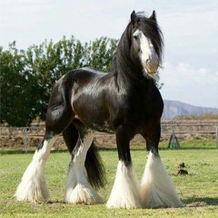 El circo.  Rodolfo López Rojas.