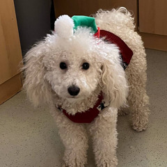 кузнецкий сквад-Марикопа