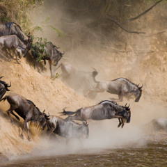 On the Serengeti (Master)