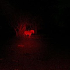 Untitled 1, (Analog & not mixed)