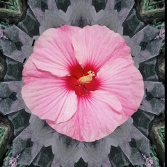 8. Miss Hibiscus