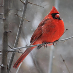 Please come home 4 Christmas. Cover