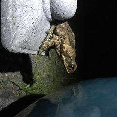 Prophet Amphibian