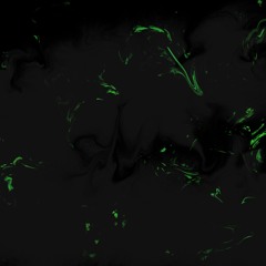 Risisng Embers