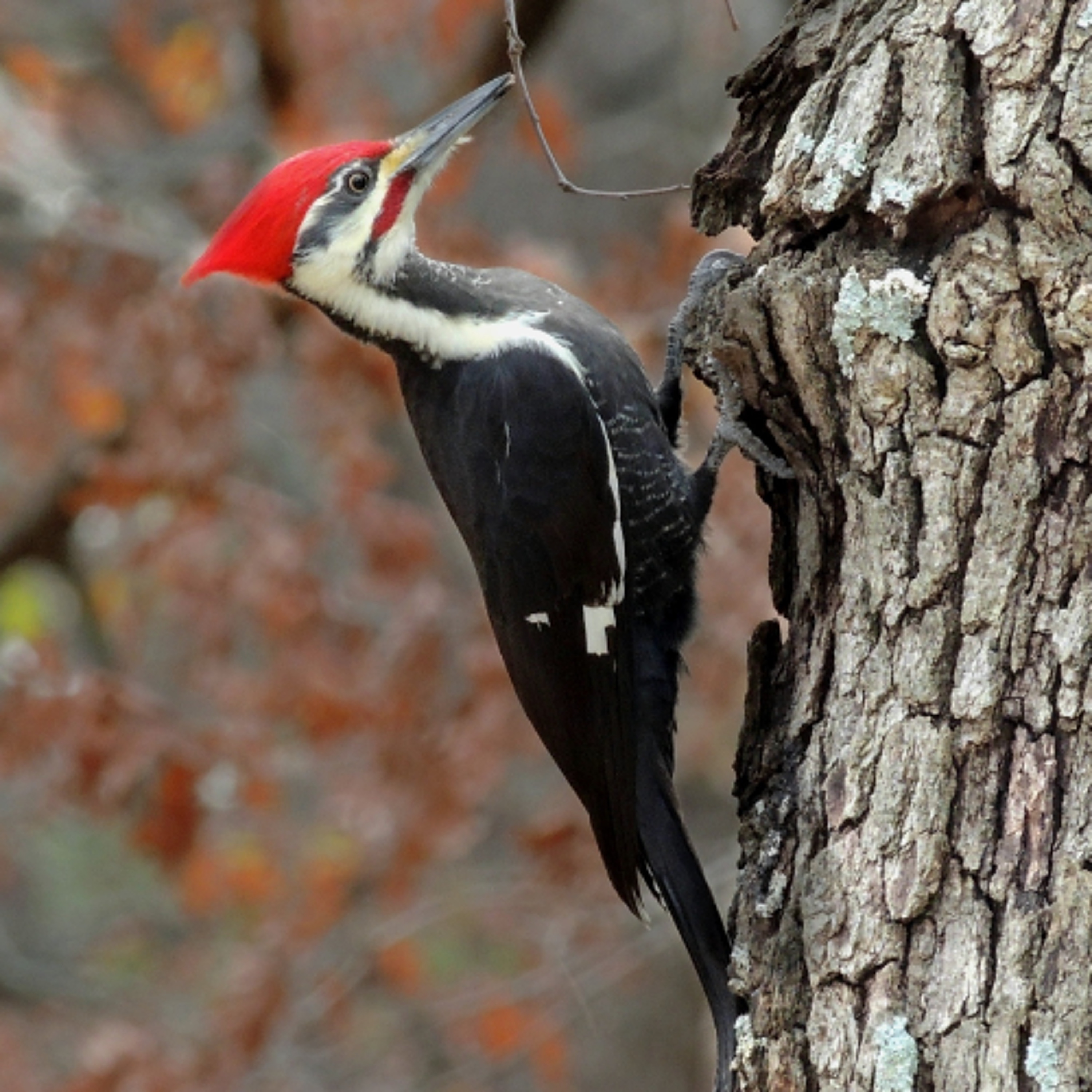 Is That Really In The Bible? 5-The Woodpecker. By David Freeman episode artwork
