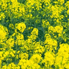 Emisiunea Rural din 16 Iunie