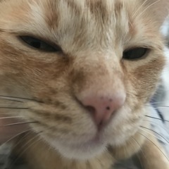 fazendo musca só com gato