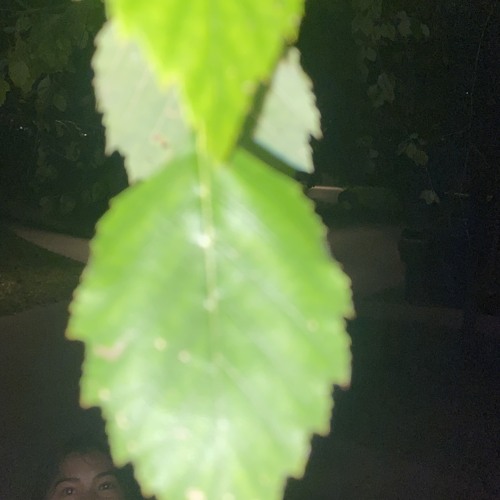 leaf creatures v1.mp3