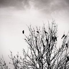 DUALITY OF MY BRAIN (prod. Noah Birch)