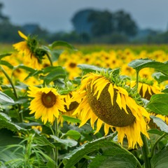 Sunflowers On A Rainy Day (with Isiah Driessen)
