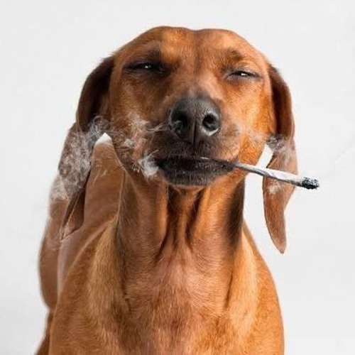 H00DBANGDOGG