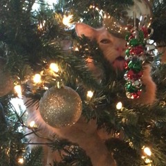 Darling (In The Morning)