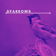 Sparrows