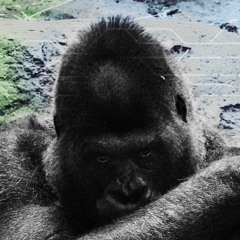 Monkey Tech