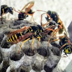 The Wasp's Nest