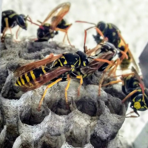 The Wasp's Nest