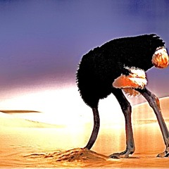 l'autruche