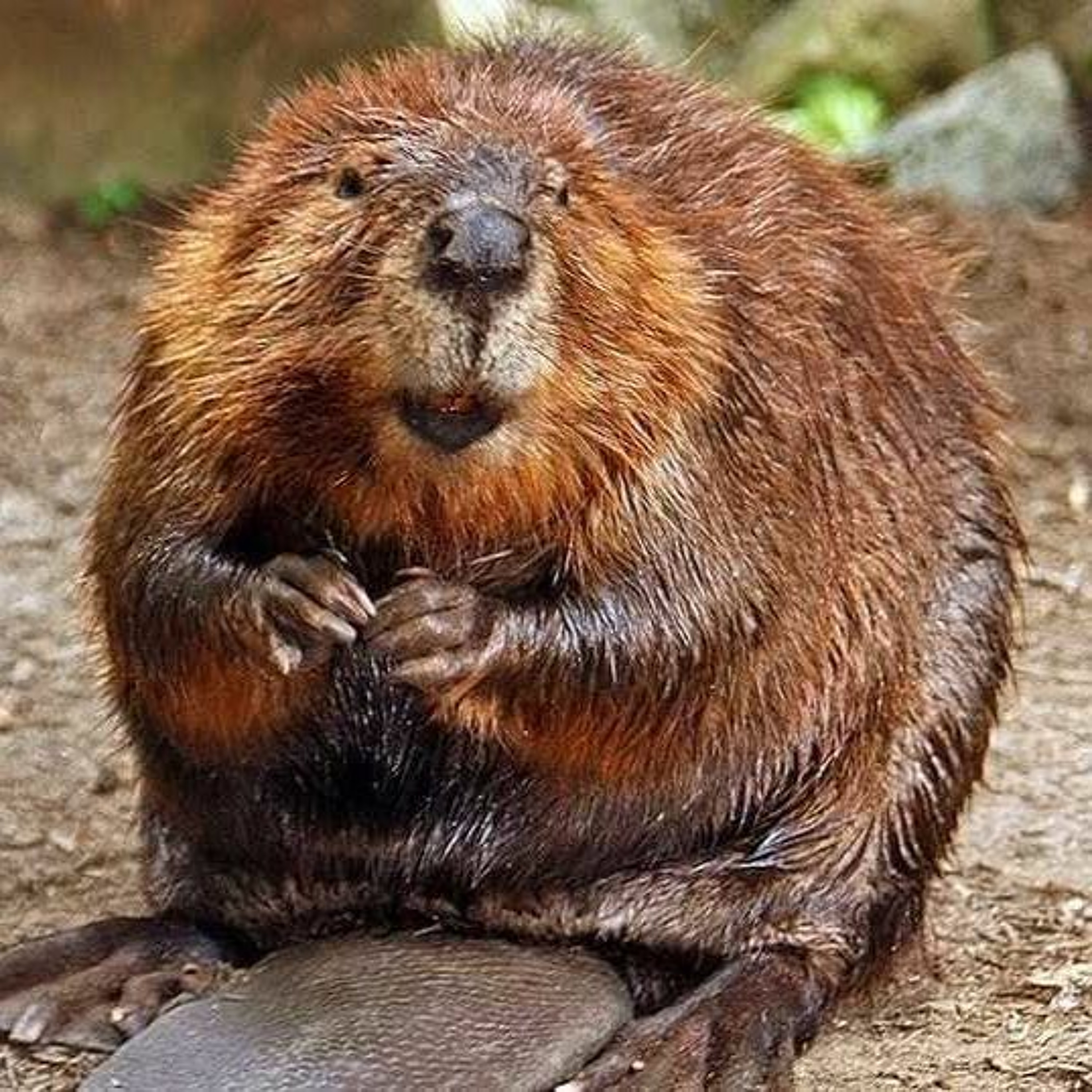 Episode 154 - Beaver Butt Flavoring