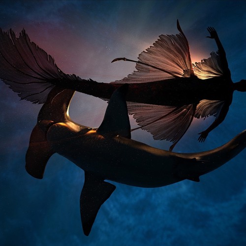 Lost Mermaid meets Shark