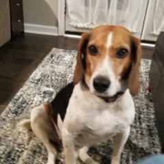 Walter the Friendly Hound