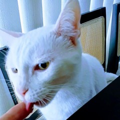 My cat loves butter