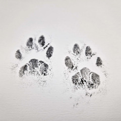 paw print