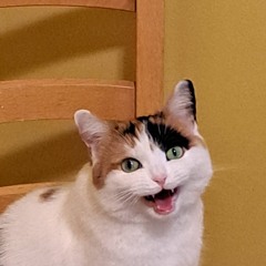 Last Christmas - WHAM (cover)