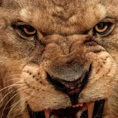 Maestro72 Beats | TRAP & OLDSCHOOL Beats | Raw Rap Hip Hop Instrumentals