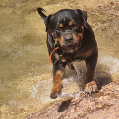 Whatever You Like (Reggae Cover)