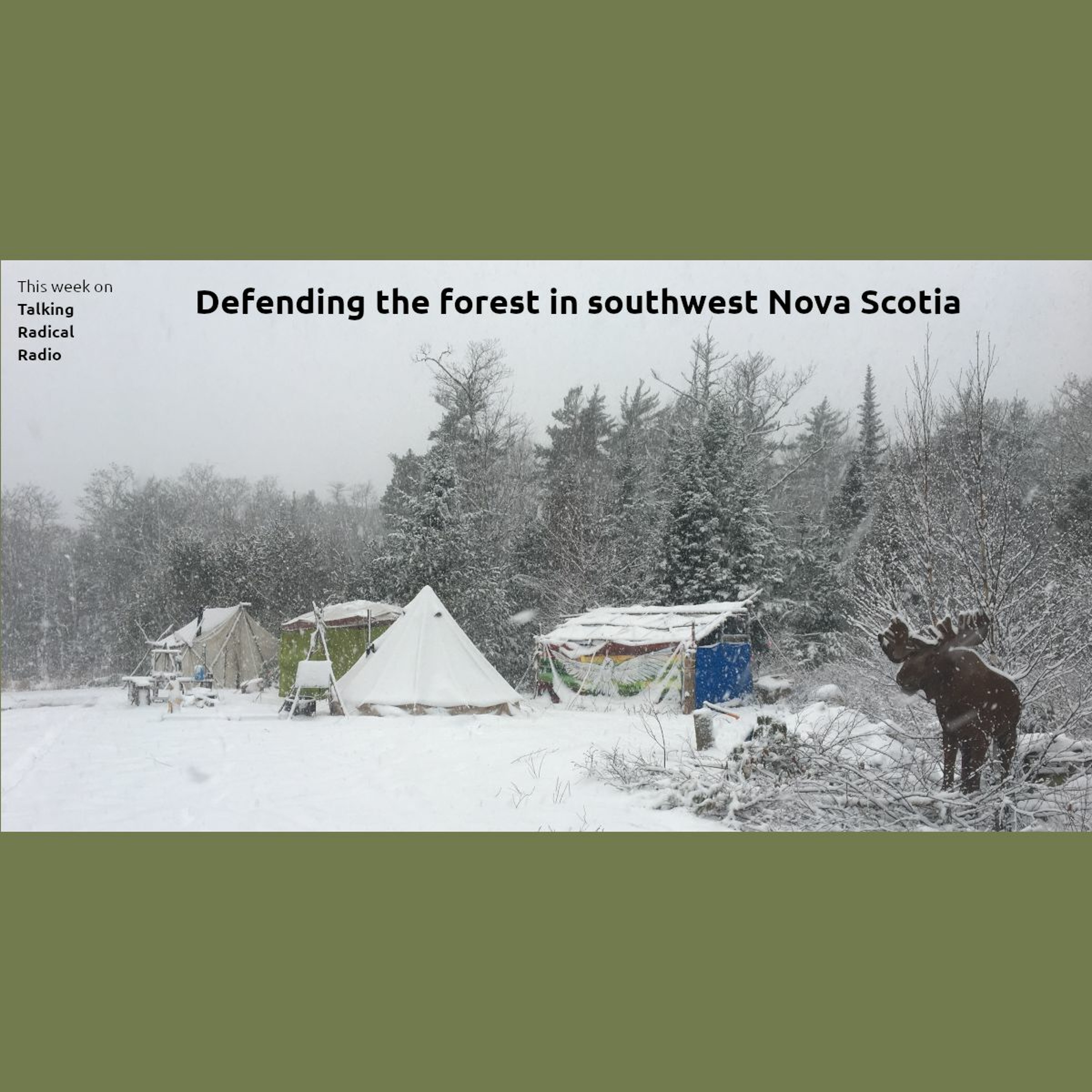 Defending the forest in southwest Nova Scotia