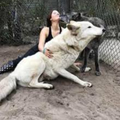 2 wolf 1 girl viral - 2 wolf 1 girl viral full video live twitter