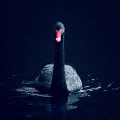 BLAXK SWAN ( Prod.Stoic )