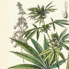 DA SHINE STINKY PLANT'S