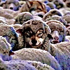 Lone Wolf 🐺