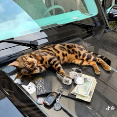 @0800tete RACKZ (OCTUTRAP DIA 19)