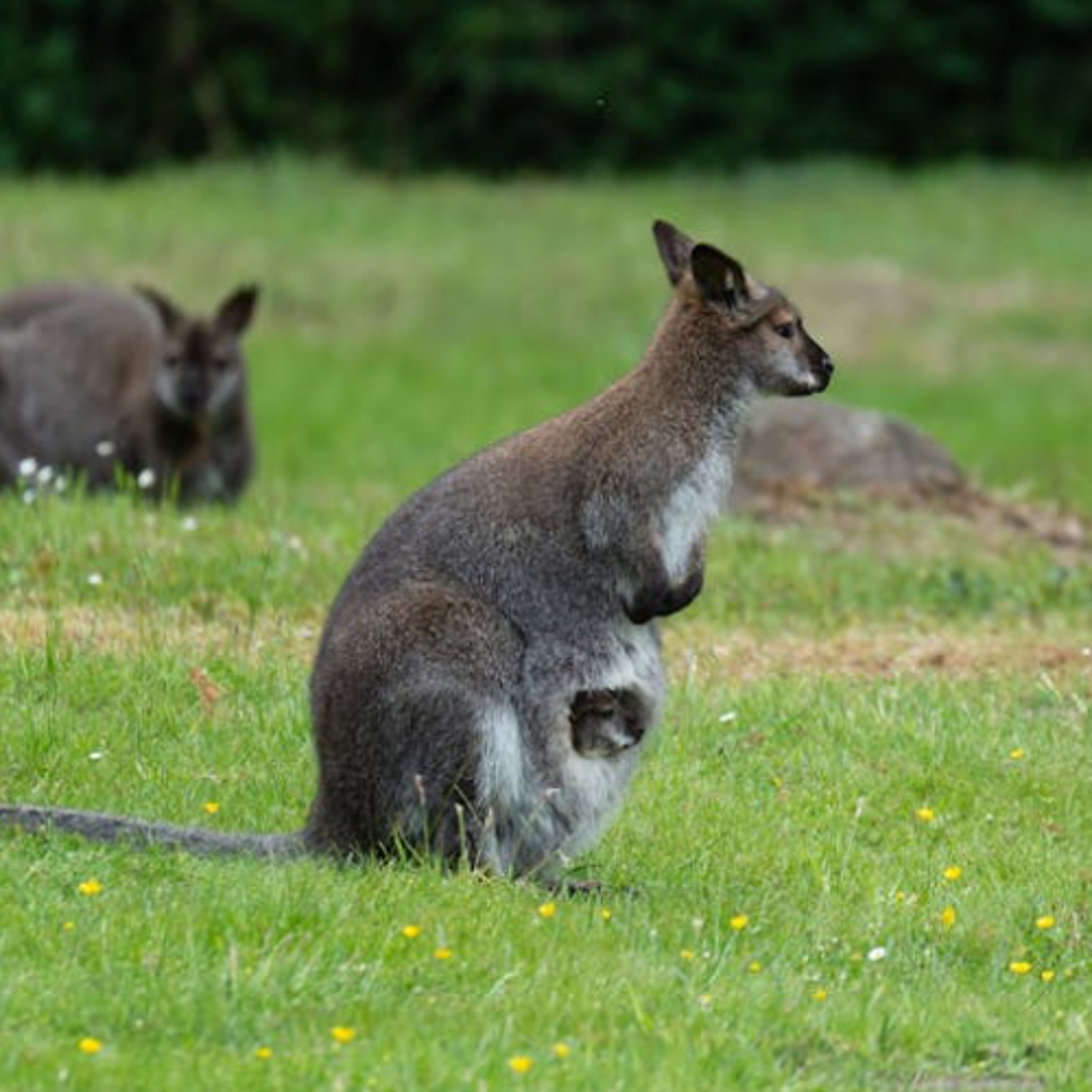 Australia dropped Carrots from the sky to save Wallabies!! episode artwork